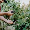 Dieses Foto zeigt das Weingut Kirnbauer