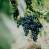 Dieses Foto zeigt das Weingut Kirnbauer