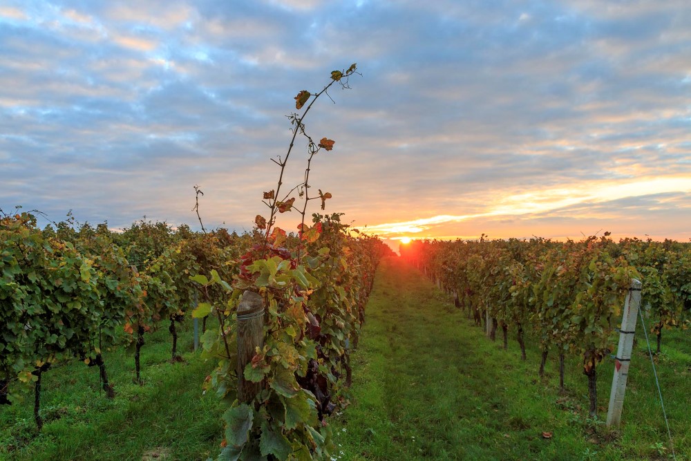 kirnbauer_weingarten6.jpg